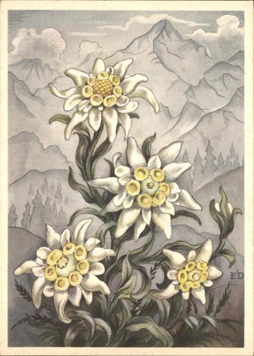 Edelweiss Künstlerkarte
