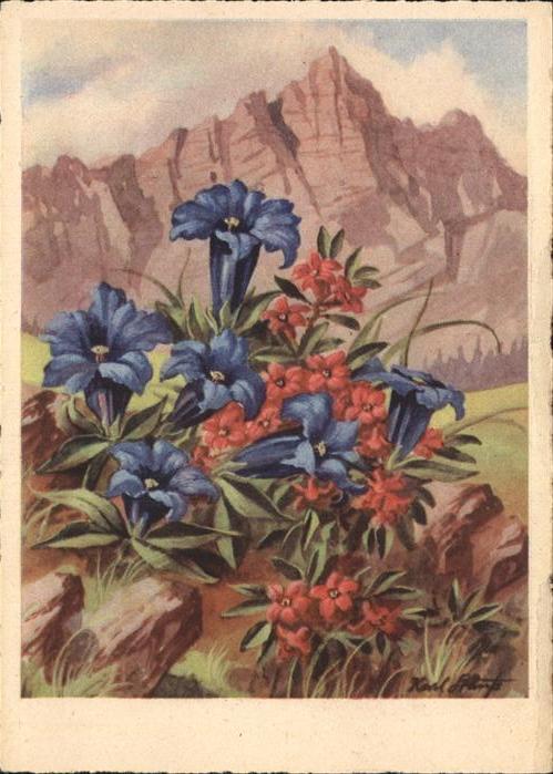 Blumen Enziane Künstlerkarte