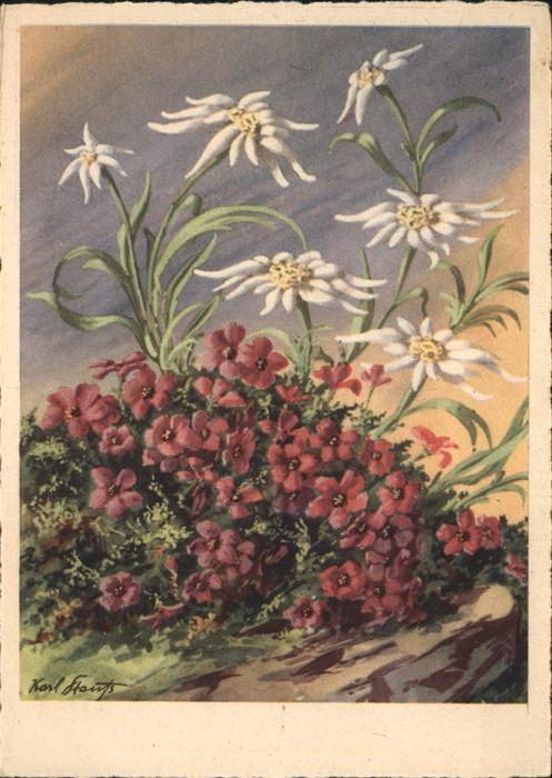 Edelweiss Künstlerkarte
