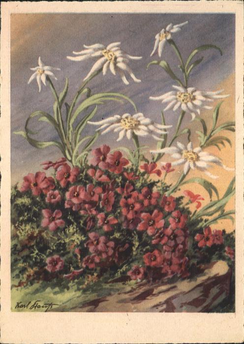 Edelweiss Künstlerkarte