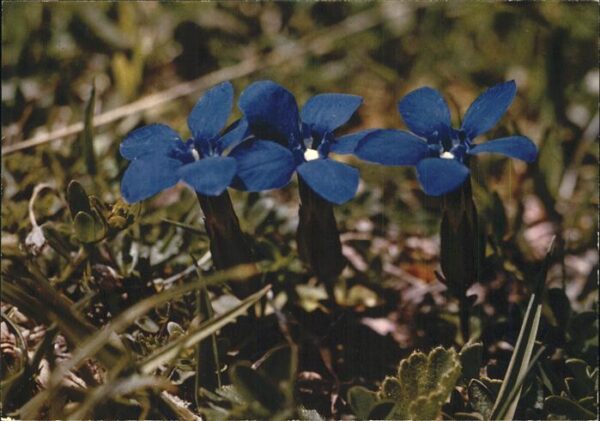 Blumen Enzian