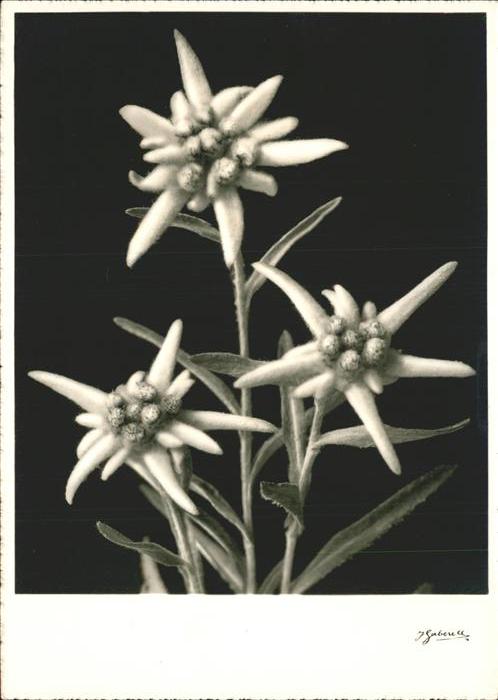 Edelweiss