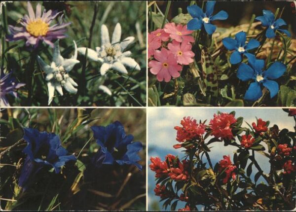 Blumen Edelweiss Enziane