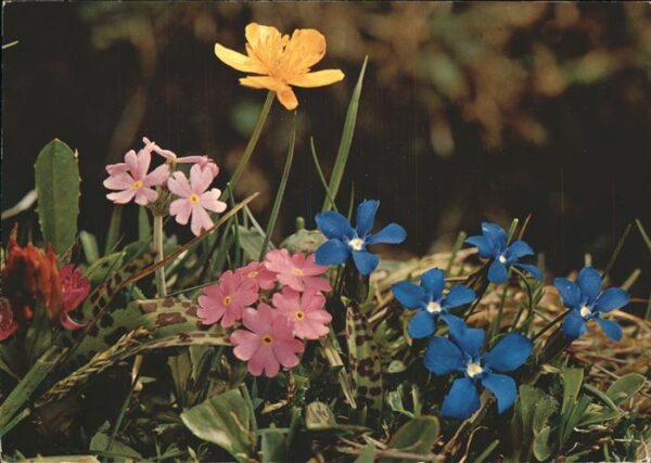 Blumen Bayrischer Enzian Mehlprimel