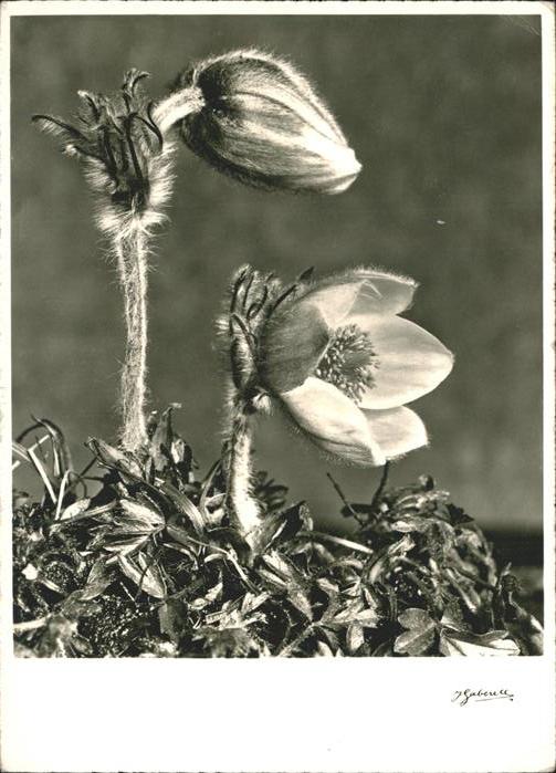 Blumen Alpenblume