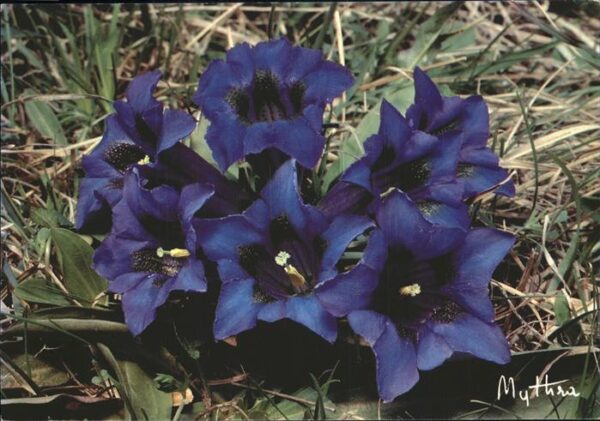 Blumen Enziam Gentiane sasns tige