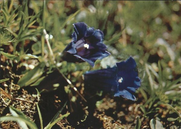 Blumen Enziane