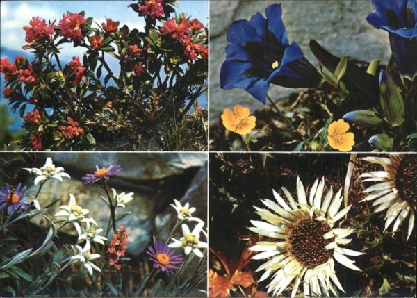 Blumen Rostblättrige Alpenrose Alpen-Astern