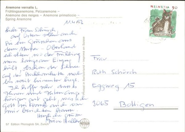 Blumen Frühlingsanemone – Bild 2
