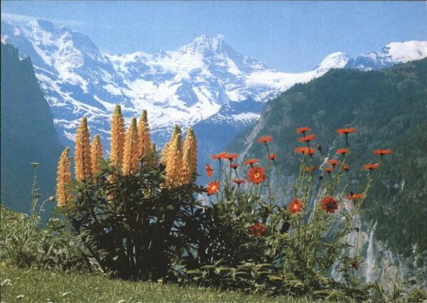 Blumen Breithorn