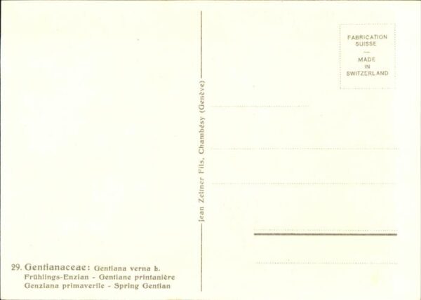 Kuenstlerkarte C. Zeltner Nr. 29 Frühlingsenzian – Bild 2