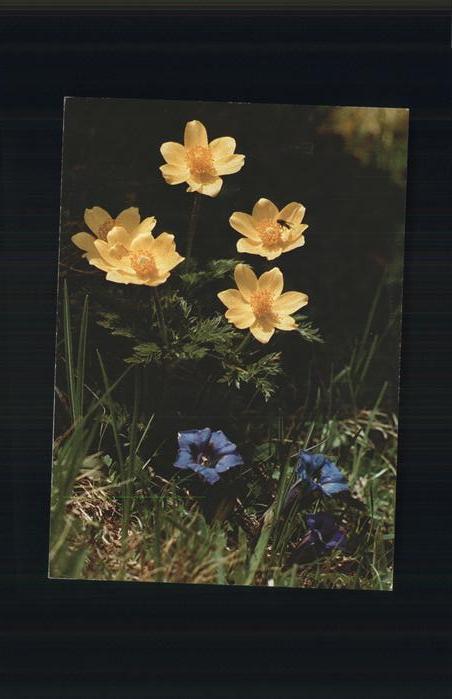 Blumen Schwefelgelbe Anemone Stengelloser Enzi