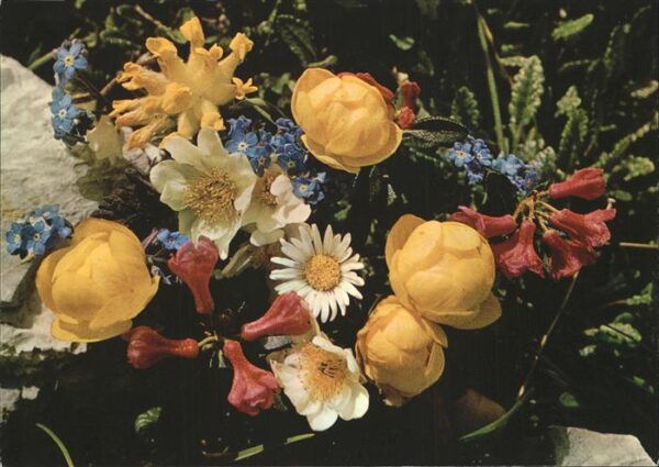 Blumen Alpenblumen