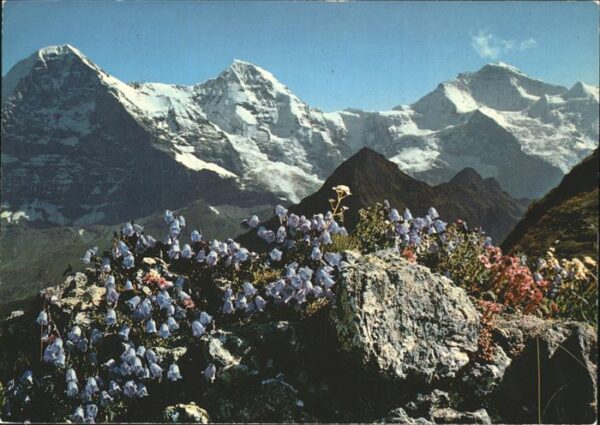 Berge Natur Eiger Mönch Jungfrau Blumen