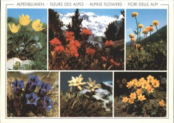 Blumen Enzian Trollblume Berg-Nelkenwurz