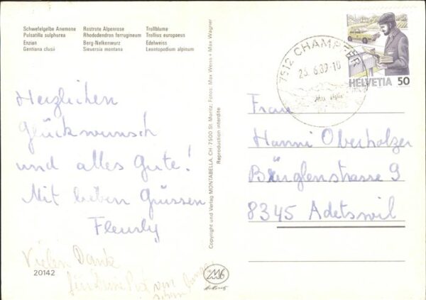 Blumen Enzian Trollblume Berg-Nelkenwurz – Bild 2