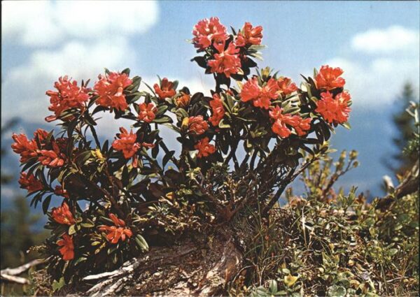 Blumen Alpenrosen