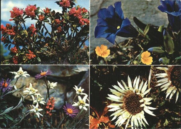 Blumen Rostblättrige Alpenrose Enzian Silberdi