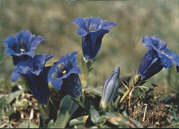 Blumen Enziane