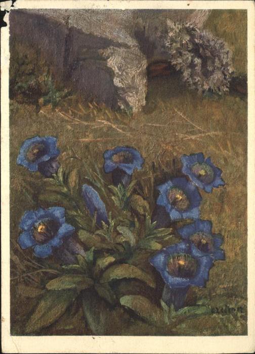 Blumen Kochscher Enzian Künstlerkarte