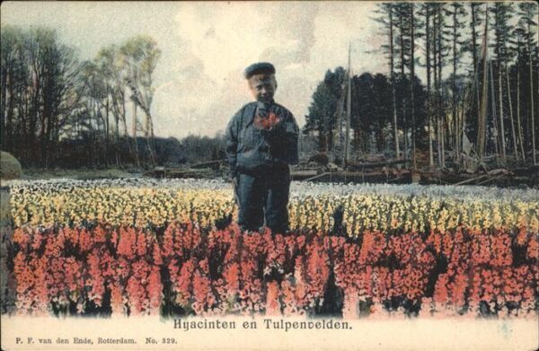 Niederlande Blumenfelder