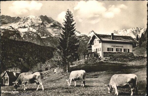 Partnachalm Partnachklamm Ausflugsziel Kühe