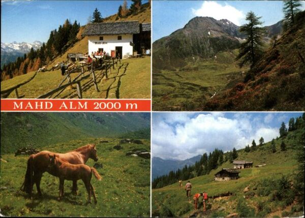 Mahd Fuerstenzell Alm Pferde