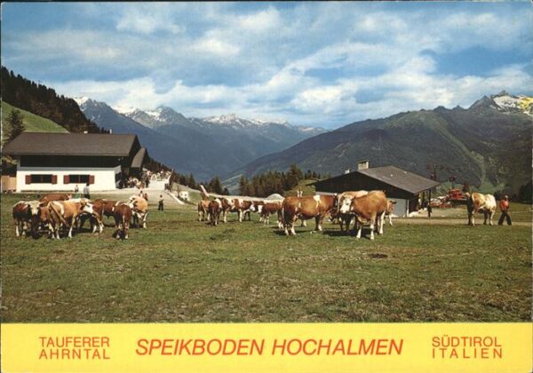 Suedtirol Tauferer Ahrntal Kühe