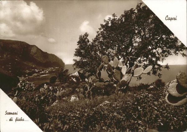 Capri Scenari di fiaba Kakteen