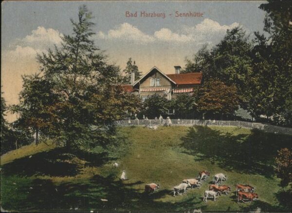 Bad Harzburg Sennhütte Kuhherde