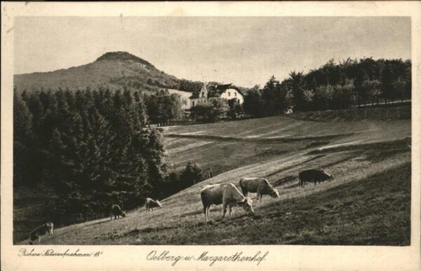 Koenigswinter Oelberg Margarethenhof Kühe