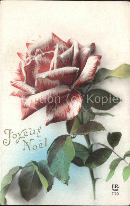 Rose Weihnachten