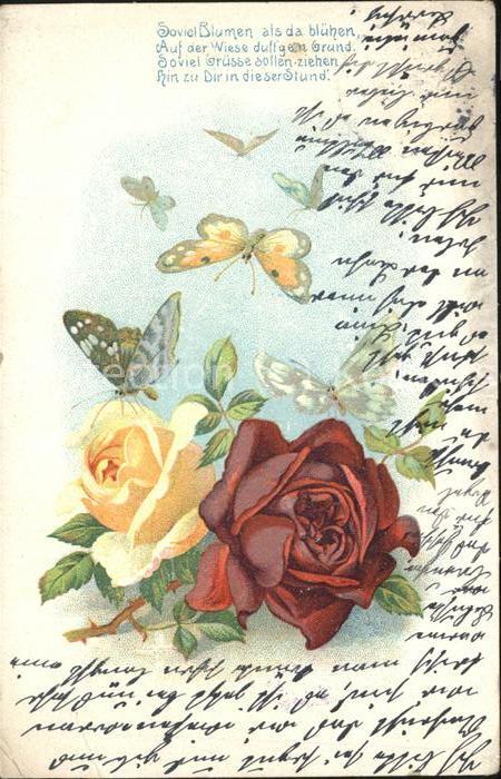 Rosen Schmetterlinge