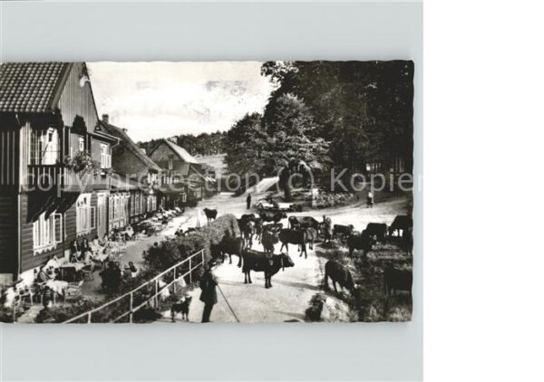 Bad Harzburg Molkenhaus Kühe