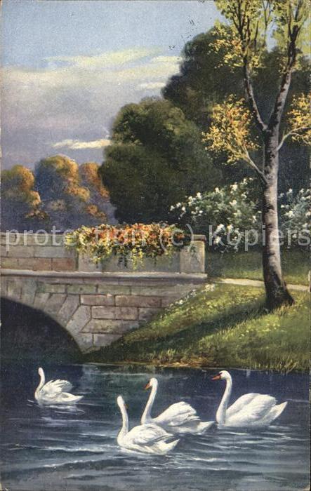 Schwan Schwäne Brücke Baum