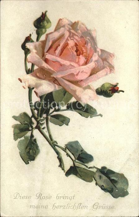 Blumengruesse Rose