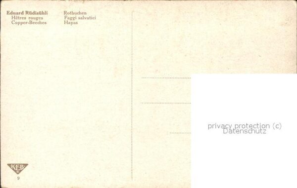Kuenstlerkarte Eduard Rüdisühli Rotbuchen Nr. 9 – Bild 2
