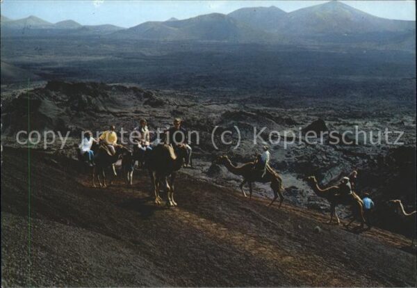 Kamel  Camel Chameau Lanzarote Montana del Fuego Mar de Lava
