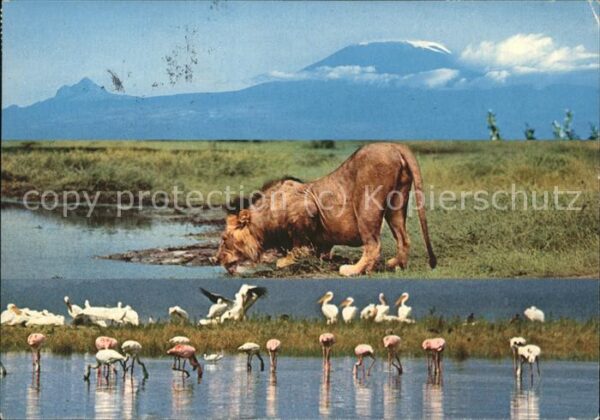 Loewe Mount Kilimanjaro Flamingos Pelikane