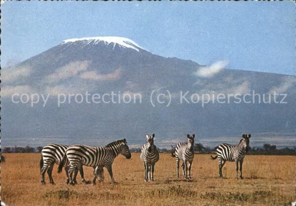 Zebra Kilimanjaro Kenia