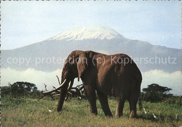 Elefant Kilimanjaro