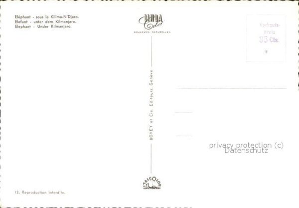 Elefant Kilimanjaro – Bild 2