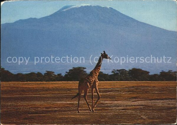 Giraffe Masai