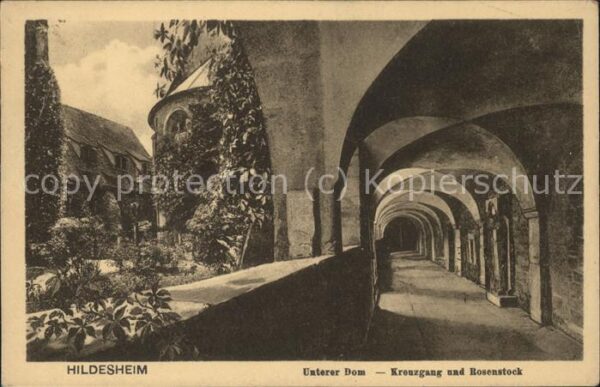 Hildesheim Unterer Dom (Kreuzgang u.Rosenstock)