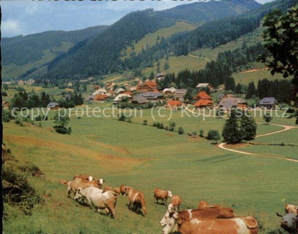 Menzenschwand mit weidenden Kühen