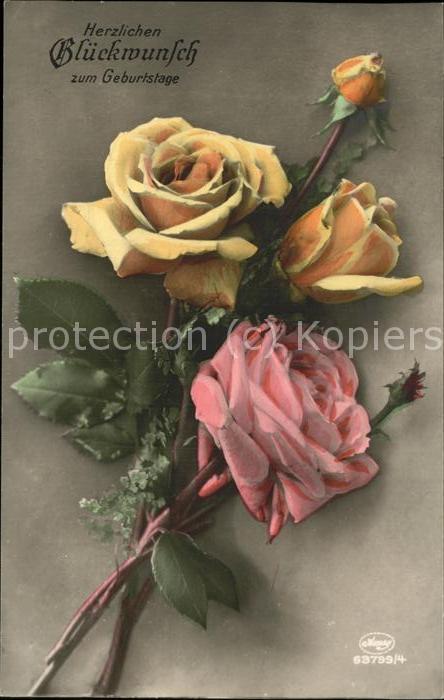Rosen Glückwunsch zum Geburtstag