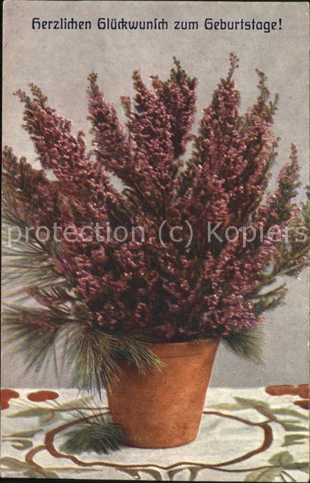 Geburtstag Topfpflanze Gesteck Blumen
