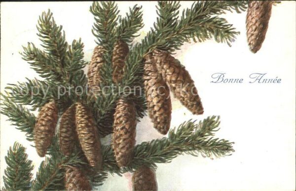 Neujahr Tannenzapfen Bonne Anne
