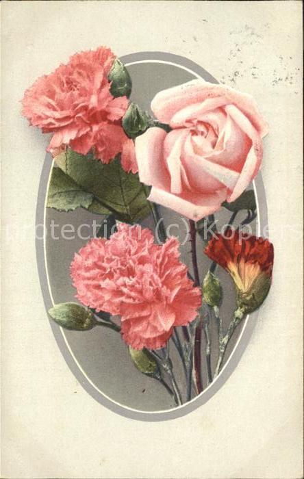 Rosen Nelken Blumen