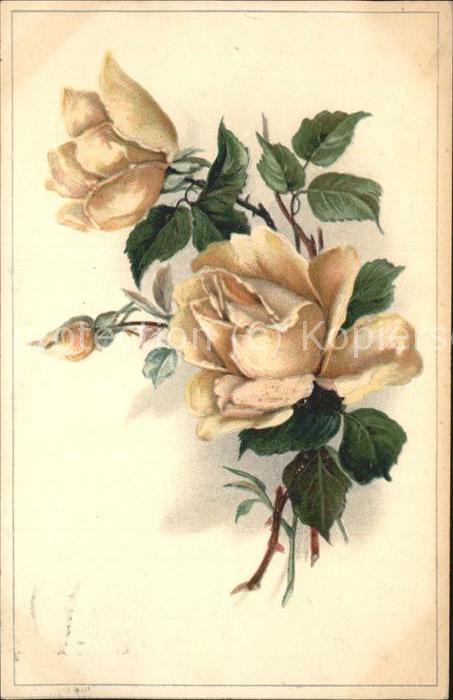 Rosen Zeichnung wilde Rosen